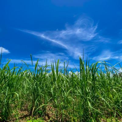 ふるさと納税 中城村 沖縄のさとうきび由来「シュガーケイソ」(30ml×1本) |  | 02