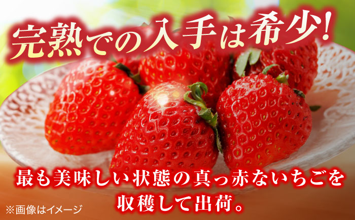 【数量限定20セット】島根県松江市「のつ農園」　完熟いちご「福富アダージョベリー」９個入り 島根県松江市/山陰中央テレビジョン放送株式会社 [ALFI002]