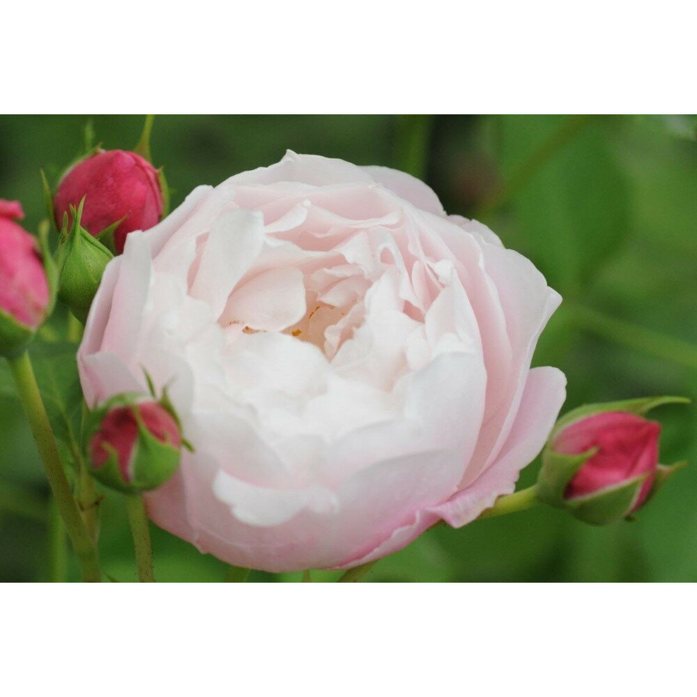 【ふるさと納税】【先行受付】バラ鉢苗　プリュム【2026年4月下旬より発送】河本バラ園