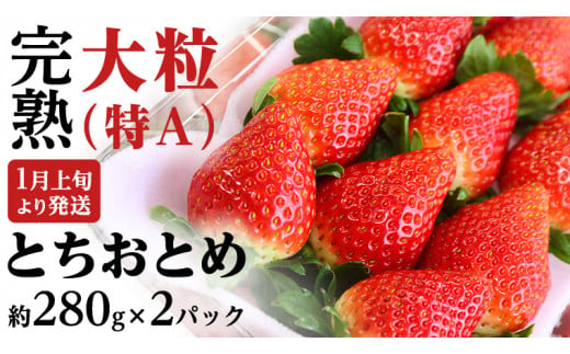 【 2025年1月上旬発送開始 】 完熟 とちおとめ 約280g×2P 国産 いちご イチゴ 苺 [BC025sa]