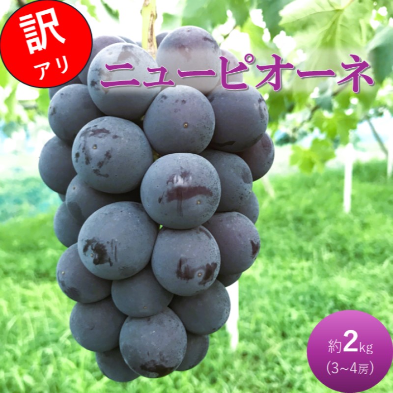 早期受付 ぶどう ニューピオーネ 3～4房 約2kg 岡山県高梁市産 うめづぶどう園 化粧箱入り 葡萄 ブドウ 訳あり