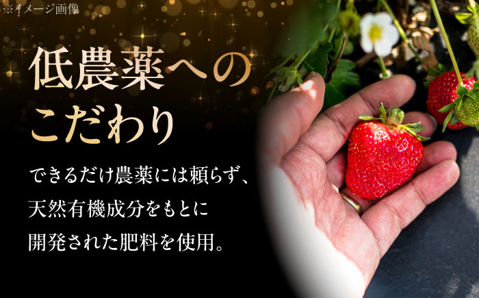 【12月～3月20日順次発送】水素水で育ったいちご「安芸こまち」2段箱入り（約850g）（24粒～36粒入） 低農薬 苺 イチゴ 高級 フルーツ 果物 ベリー ギフト 贈答 三次市/田中電機工業 [A
