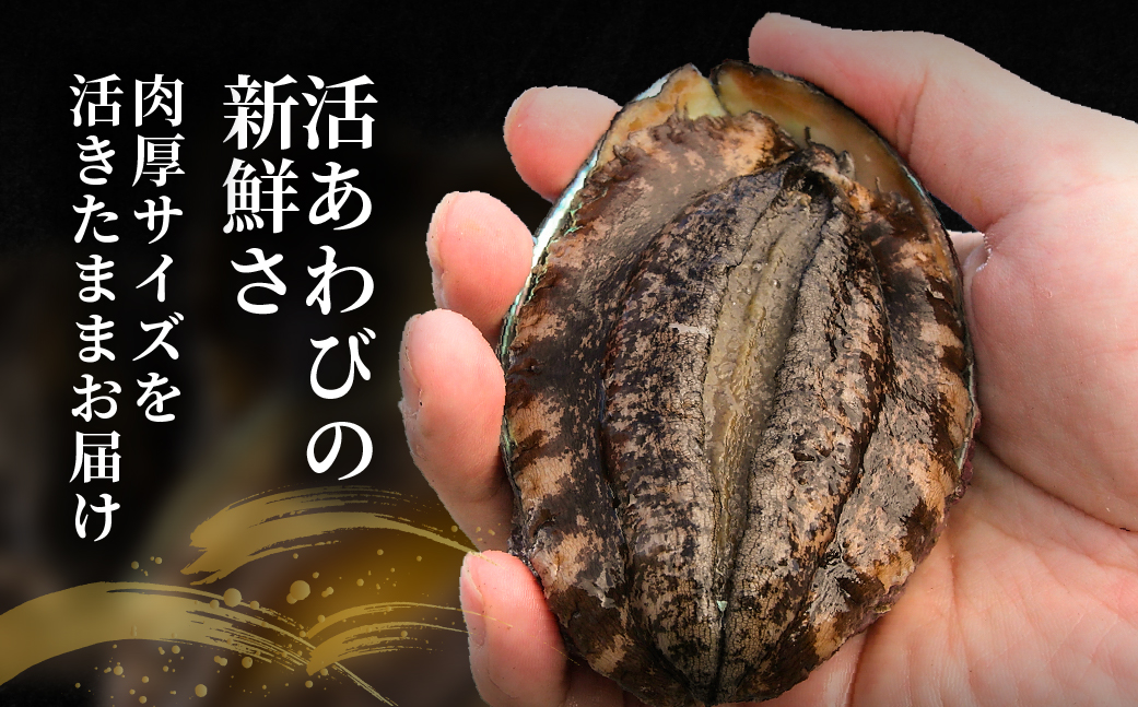 北海道室蘭産 天然活蝦夷あわび 4個入（1個100g～120g前後）（2026年1月中旬頃から順次発送予定） MROH011
