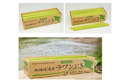 【R9年度分先行予約】北海道足寄町産 生ラワンぶき 3kg ふき フキ[BEAB011]