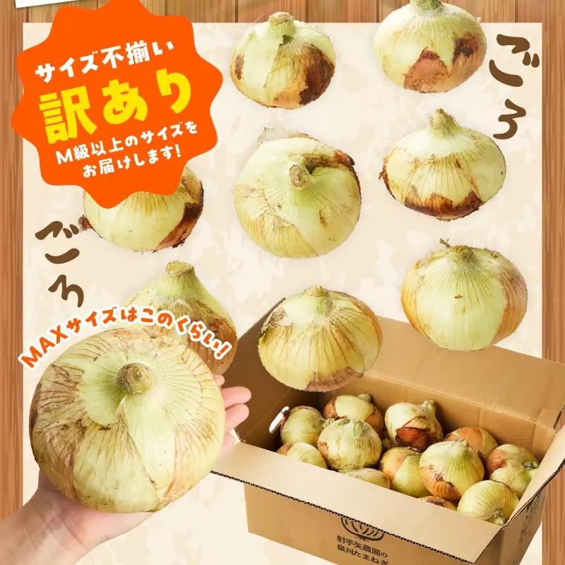 【先行予約】泉州たまねぎ 10kg 玉ねぎ たまねぎ