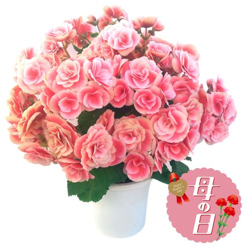【ふるさと納税】 【先行予約】 母の日に！ リーガス ベゴニア ボリアス 鉢植え 5号 花 贈り物 お祝い 植物 季節 生花 フラワー ギフト 母の日 2026年5月から順次発送 オンライン決済限定 静岡県 藤枝市