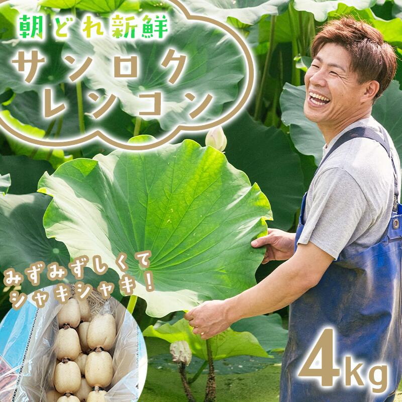 【ふるさと納税】朝採れをすぐに発送！筑波山の麓で採れたサンロクレンコン4kg | レンコン 蓮根 朝採れ 朝どれ 野菜 新鮮 茨城県 つくば市