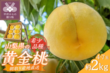 甲府市産　黄金桃　約2kg（4～7玉）