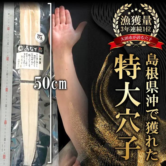 特大 あなご一夜干し 1尾 250g 「天女の羽衣」【穴子 一夜干し 250g 穴子干物 魚介類 魚 アナゴ 干物 特大 50cm 無添加 天日塩 新鮮 冷凍 真空パック 贈答 ギフト 父の日 母の日