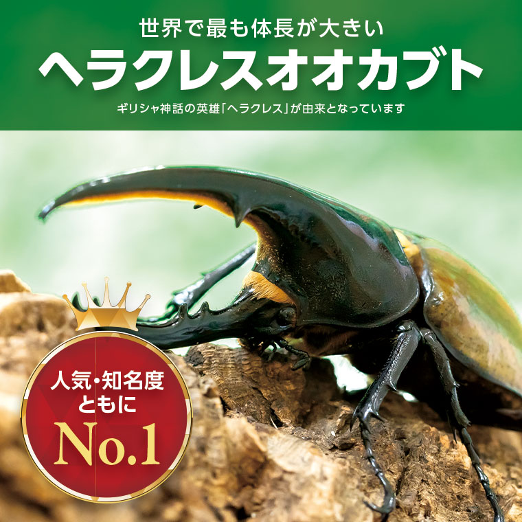 【C76001】ヘラクレスオオカブト（ヘラクレスヘラクレス）カブトムシ　成虫ペア　オス（120mm台）　メス（フリーサイズ）_イメージ3