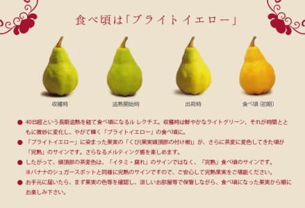 【2025年産先行予約】 ル レクチエ 2kg（5～7個）[11月下旬から発送予定] 令和7年度 洋梨 新潟県産 ル・レクチェ 洋梨の貴婦人 [JAえちご中越]【010S139】