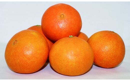 【先行予約】紅華(生果)約2.5kg(2025年12月上旬より順次発送) IKTF014