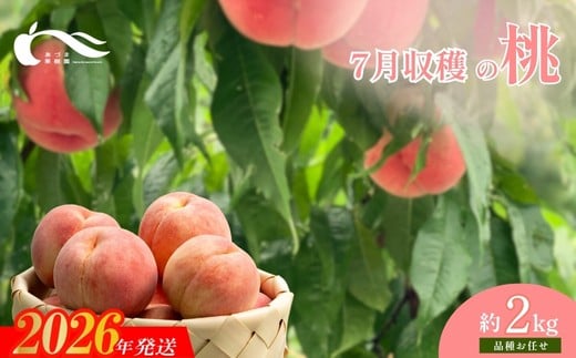 
            No.1757もも　7月収穫の桃　品種お任せ　約2kg【2026年発送　先行予約】
          