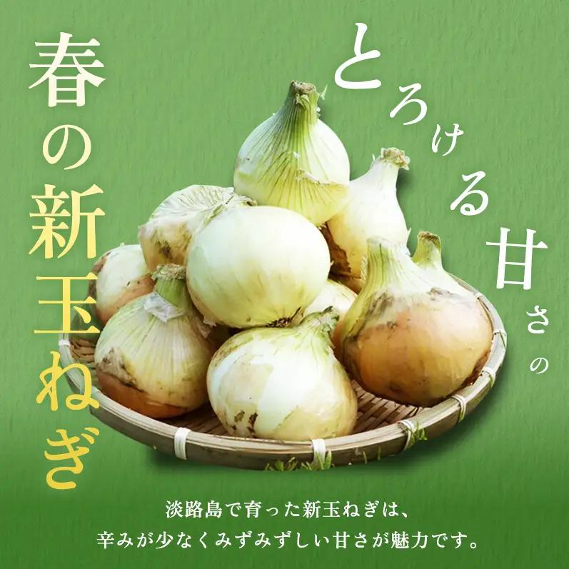 新玉ねぎ 淡路島産 10kg 山木さんち 甘い 新玉ねぎ