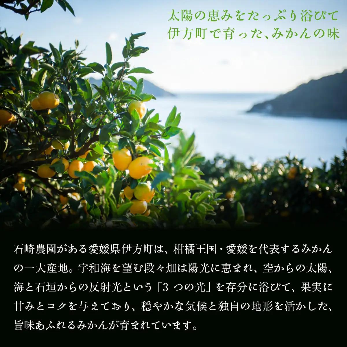 【先行予約】せとか5kg ※離島への配送不可 （2027年2月10日より順次発送予定） IKTAG004