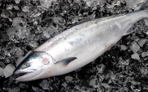 【 7日程度で発送 】 定置網漁法 【 道東産 】 船上活〆トキシラズ 2枚卸切身 約2.5kg 甘塩 時鮭 鮭 さけ サケ シャケ 魚 魚類 魚介 魚介類 おつまみ おかず お惣菜 惣菜 酒の肴 切