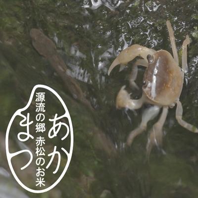 ふるさと納税 美波町 源流の郷　赤松のお米　新米収穫後　9月発送「赤松大田楽奉納米」5kg |  | 03