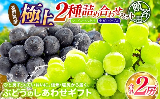 【先行予約】贈答用 信州産 葡萄【詰め合わせ】2房 【シャインマスカット、ナガノパープル】（9月頃～10月にかけて出荷予定）｜ 果物 くだもの ぶどう 葡萄 フルーツ シャインマスカット ナガノパープル 贈答用 贈り物 セット 詰合せ 詰め合わせ 信州産 長野県 塩尻市