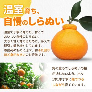  温室 不知火 （ しらぬい ） 5玉入 / デコポン ハウス栽培 甘い 和歌山 柑橘 お歳暮 ※2026年11月下旬〜2026年12月下旬に順次発送 【ymk006-p-5A】
