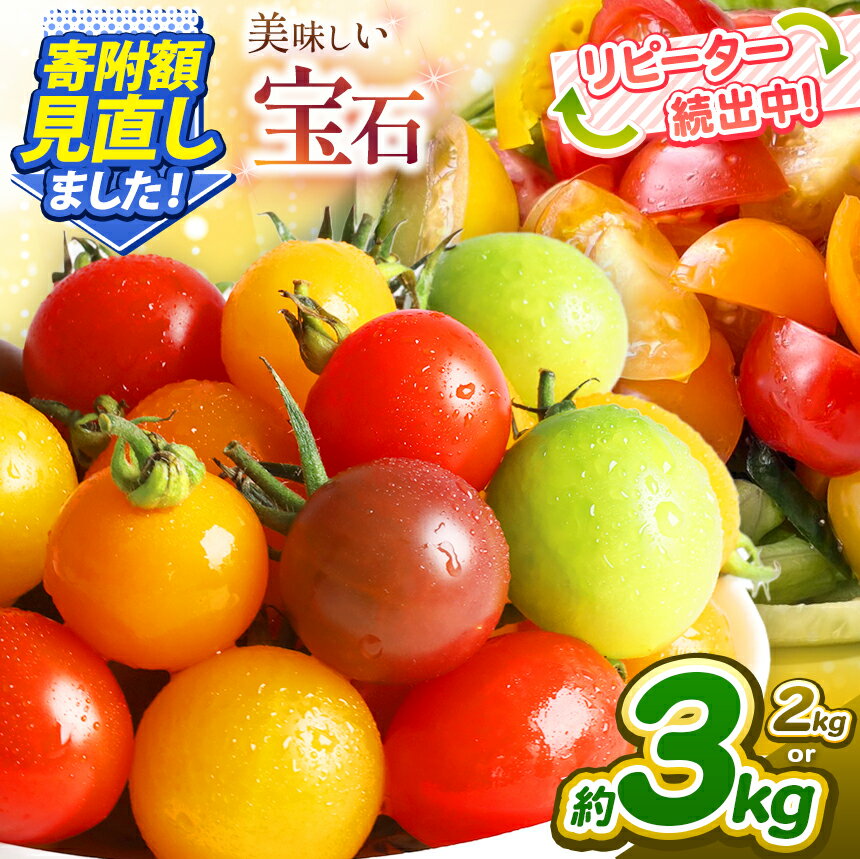 【ふるさと納税】ミニトマト 生産量 日本一 玉名市 !! カラフル ミニトマト 選べる 約2kg or 約3kg 1回 or 2回 or 3回 or 4回 or 5回 （ミックス） サザキ農園 | 野菜 トマト ミニトマト 熊本県 玉名市 定期便