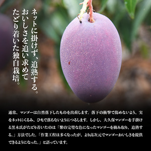 宮崎マンゴー「太陽の子」６玉【果物 フルーツ マンゴー 宮崎県産 みやざきマンゴー】