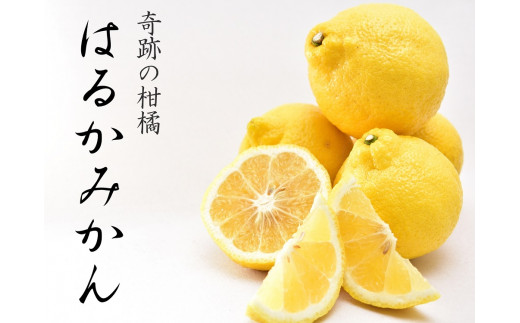 はるかみかん 約6kg 大小混合 《ご家庭用》 ちょっと訳あり 和歌山県産 農園直送 まごころ産直みかん 【北海道・沖縄県・一部離島 配送不可】果物 フルーツ ミカン 蜜柑 わけあり 訳アリ 完熟