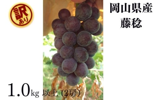 【2026年先行予約】岡山県産【訳あり】藤稔 1.0kg以上（2房）産地直送 朝採れ / ぶどう 葡萄 先行予約 フルーツ 果物 真庭市 フルーツ王国 珍しい 甘い【kgftmt020-01】