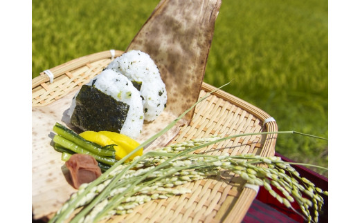 ＜令和7年産＞ 門崎めだか米5kg（特別栽培米）【 ひとめぼれ お米 白米 産地直送 お弁当 おにぎり 岩手 一関 】