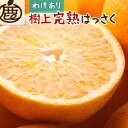 【ふるさと納税】＜4月より発送＞家庭用樹上完熟はっさく3kg+90g（傷み補償分）【有田の春みかん・五月八朔・さつきはっさく・木生りはっさく・きなりはっさく】【光センサー選別】【訳あり・わけあり】 | 柑橘 フルーツ 果物 くだもの 食品 人気 おすすめ 送料無料