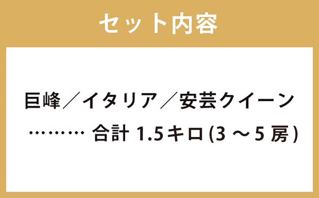 ぶどう 3種 詰め合わせ 合計約1.5kg 3～5房 巨峰 イタリア 安芸クイーン 【2026年9月上旬～9月下旬順次発送予定】