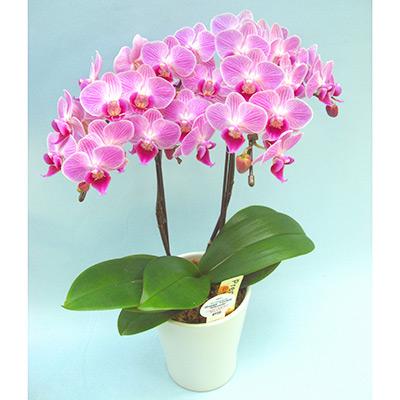 ふるさと納税 藤枝市 産直!ミディ胡蝶蘭鉢植え　ピンク　“チュンリー” 2本立