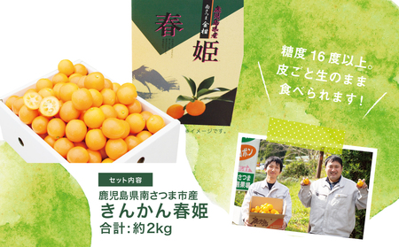 【2026年2月発送開始】鹿児島県産ブランドきんかん「春姫」 約2kg 鹿児島県産 ブランド 金柑 果物 フルーツ 柑橘 常温 JA 南さつま市