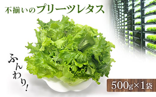 
不揃いのレタスたち(プリーツレタス)500g×1袋【1455410】

