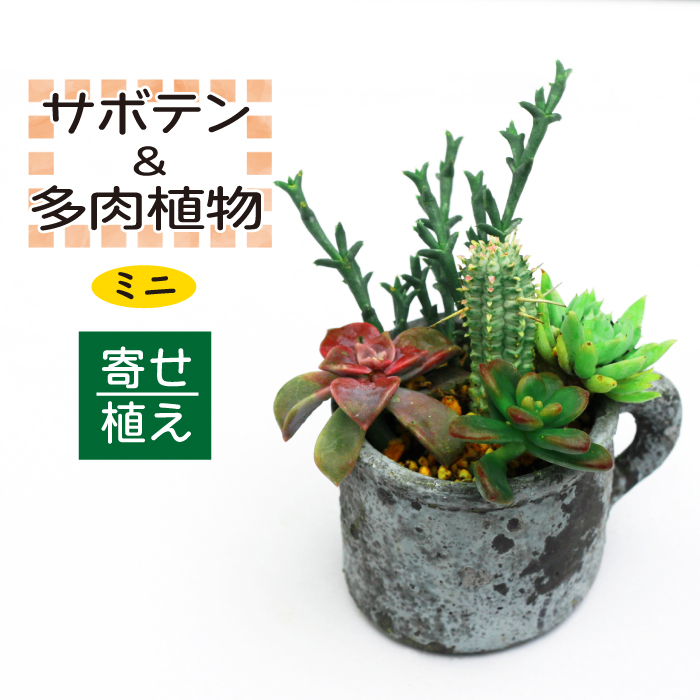 サボテン＆多肉植物の寄せ植え【ミニ黒ポット】 ／ さぼてん 植物 観葉植物 寄せ植え 園芸 雑貨 インテリア インテリア雑貨 観賞用 おしゃれ かわいい 【彩花園】