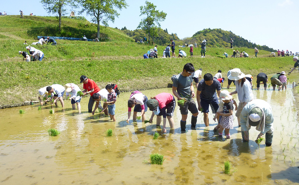 酒米の田植えをみんなで協力して行います。