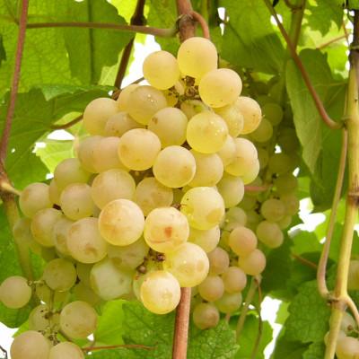 ふるさと納税 上越市 岩の原ワイン　ローズ・シオター |  | 02