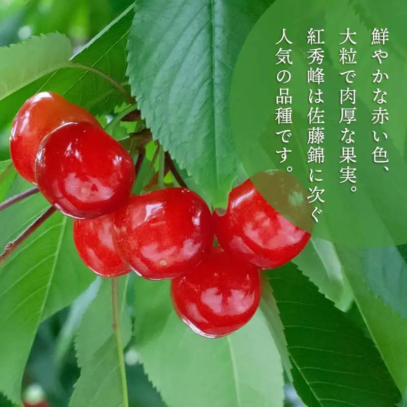 【令和9年産先行予約】こだわりのさくらんぼ「紅秀峰」Lサイズ以上　バラ詰め 1kg（500g×2)　いまいのさくらんぼ園 K-966