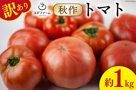 【2026年発送】秋作 訳あり 桃太郎トマト 約1kg [ヨダファーム 山梨県 中央市 21470964] 規格外 家庭用 不揃い トマト とまと 野菜 やさい 1キロ 季節限定 期間限定 産地直送 山梨県産 訳アリ tomato 【2026年10月下旬-12月下旬発送予定】