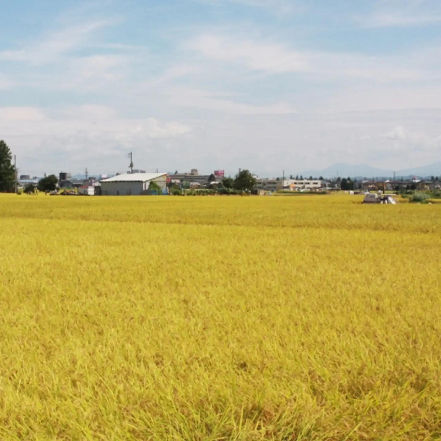 75-7N101C新潟県長岡産コシヒカリ10kg（特別栽培米）【2026年8月発送】