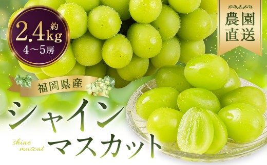 シャインマスカット 農園直送｜収穫当日発送・アフター保証 約2.4kg（4〜5房）【2026年8月上旬～8月下旬発送予定】福岡県産 フルーツ ぶどう