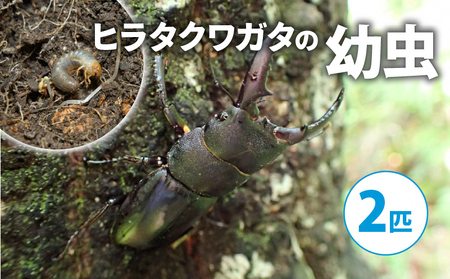 【配送期間は2026年1月下旬～4月上旬に随時配送】ヒラタクワガタ（幼虫２匹）