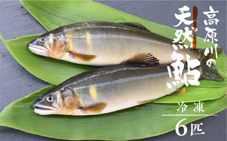 冷凍鮎 6匹 / 天然鮎 鮎