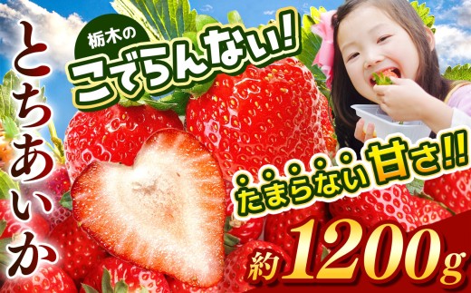 【2027年4~5月発送】先行予約受付中！ 栃木のこでらんないイチゴ（とちあいか） 約300g×4｜ とちあいか いちご イチゴ 栃木 日本一 高糖度 酸味が少ない 完熟 栃木県 真岡市 送料無料