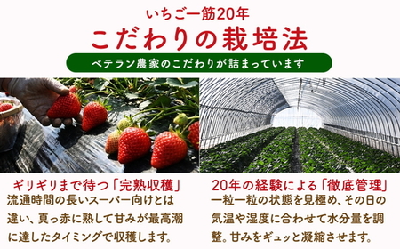 ベテラン農家のこだわりの逸品！とちあいか 4パック｜いちご イチゴ 苺 フルーツ 果物 産地直送 期間限定 季節限定 栃木県 芳賀町 ※2025年12月中旬～2026年3月下旬頃に順次発送予定
