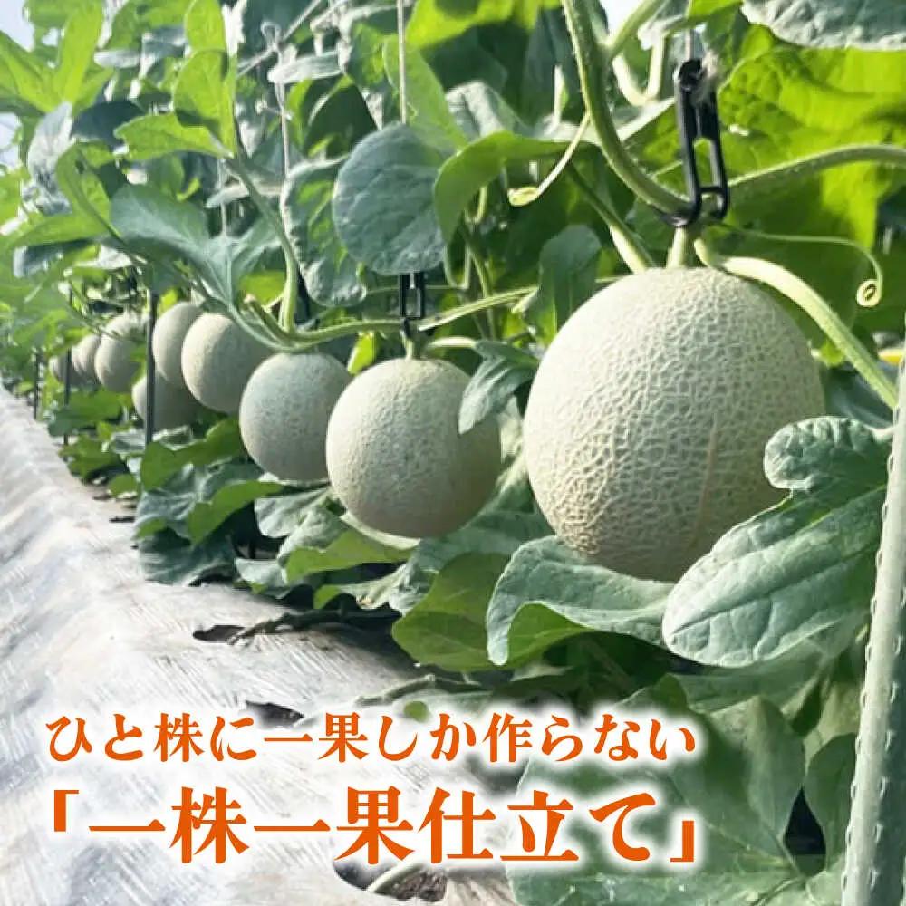 先行予約 年内発送 愛情 メロン 1玉【とみおか農園】[ZEM007]