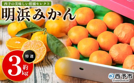 【先行予約】＜西予の美味しい柑橘セレクト（特選）／明浜みかん（約3kg）＞ 果物 くだもの フルーツ 蜜柑 みかん ミカン 柑橘 贈答 贈答用 ギフト プレゼント 特選 温州みかん 食べて応援 国産 愛媛県産 特産品 西予みかん倶楽部 愛媛県 西予市『2026年11月中旬から2027年1月中旬迄に順次出荷予定』【常温】OMC0014