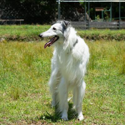 ふるさと納税 宍粟市 宍粟鹿肉100%　犬・猫の無添加おやつ　噛ませたい(ハードタイプ)O16