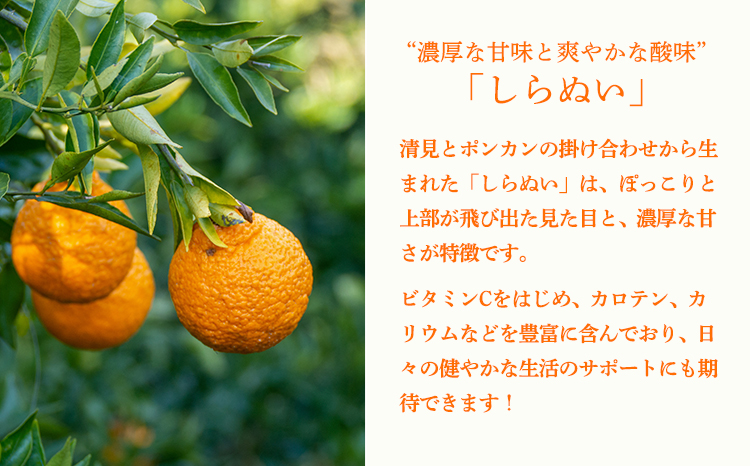 濃厚な甘さ 手搾り不知火(しらぬい)果汁200ml×1p  [保存料不使用10000円 ワンストップオンライン] TF0882-P00074