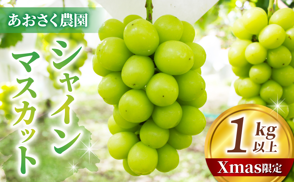 【Xmas限定！50セット限り】シャインマスカット2～3房（1kg以上）※12月21日、22日発送｜あおさく農園