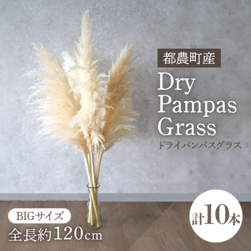 【2週間以内発送】ドライパンパスグラス（ナチュラル）計10本 すすき インテリア 国産_T057-005